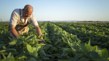 El Cultivo de Soya: Causa y Efecto de las Tecnologías Agrícolas